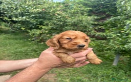 Cocker cani in vendita: Cuccioli Cocker a Provincia di Bergamo - Immagine 7
