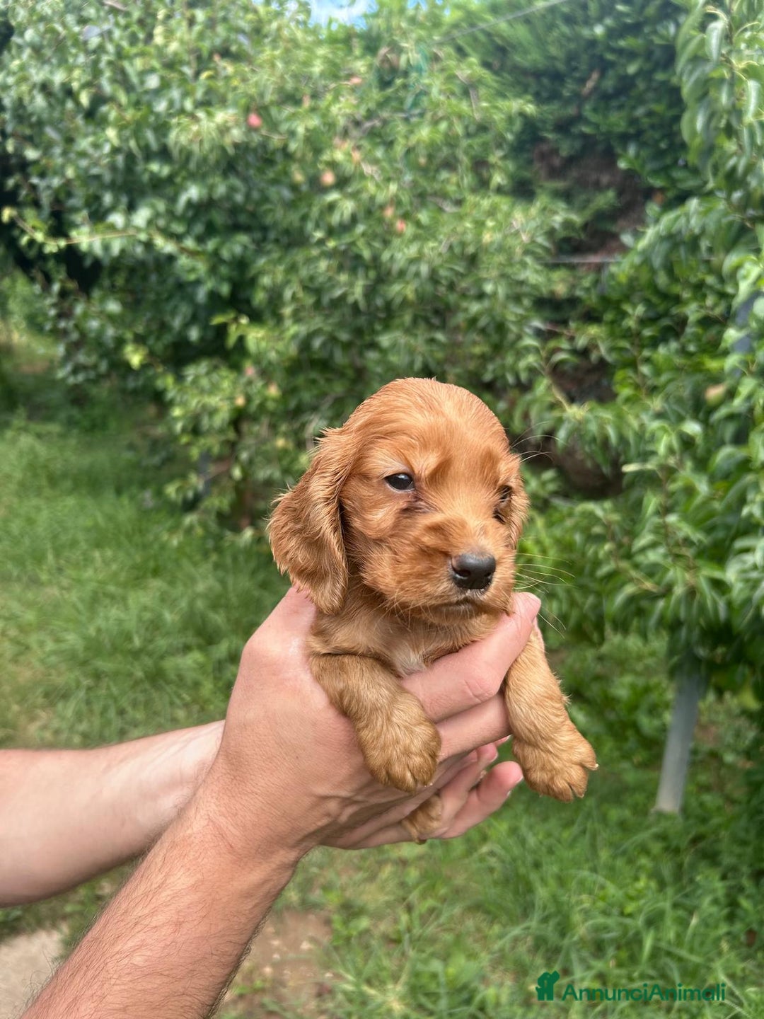Cocker cani in vendita: Cuccioli Cocker a Provincia di Bergamo - Immagine 7