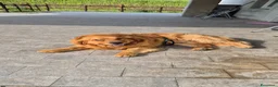 Golden Retriever cani per accoppiamento: Golden retriever per accoppiamento - Annuncio 5
