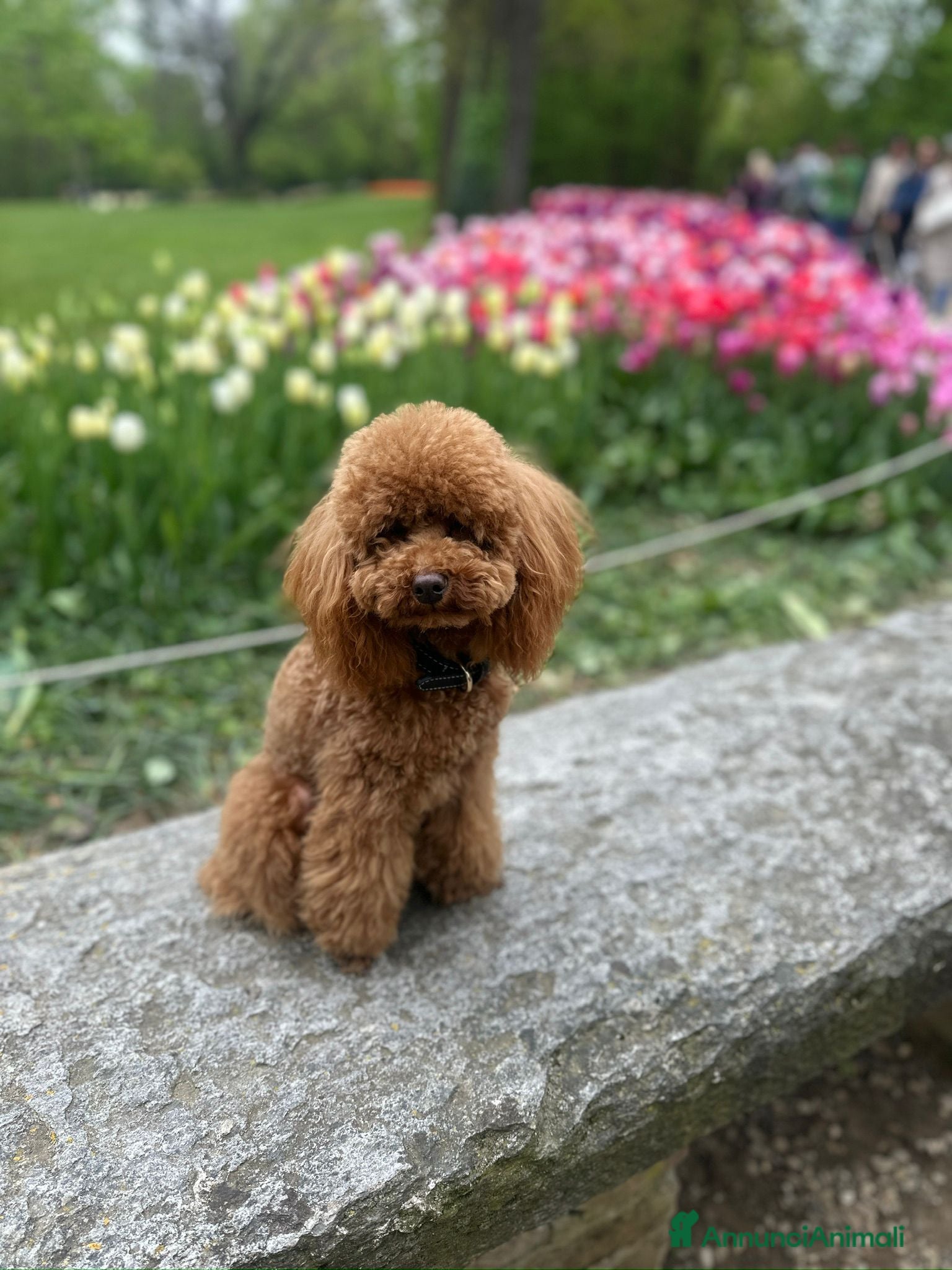 Barboncino Toy cani Zayn barboncino toy 3 kg red cerca fidanzatina - Annuncio 2