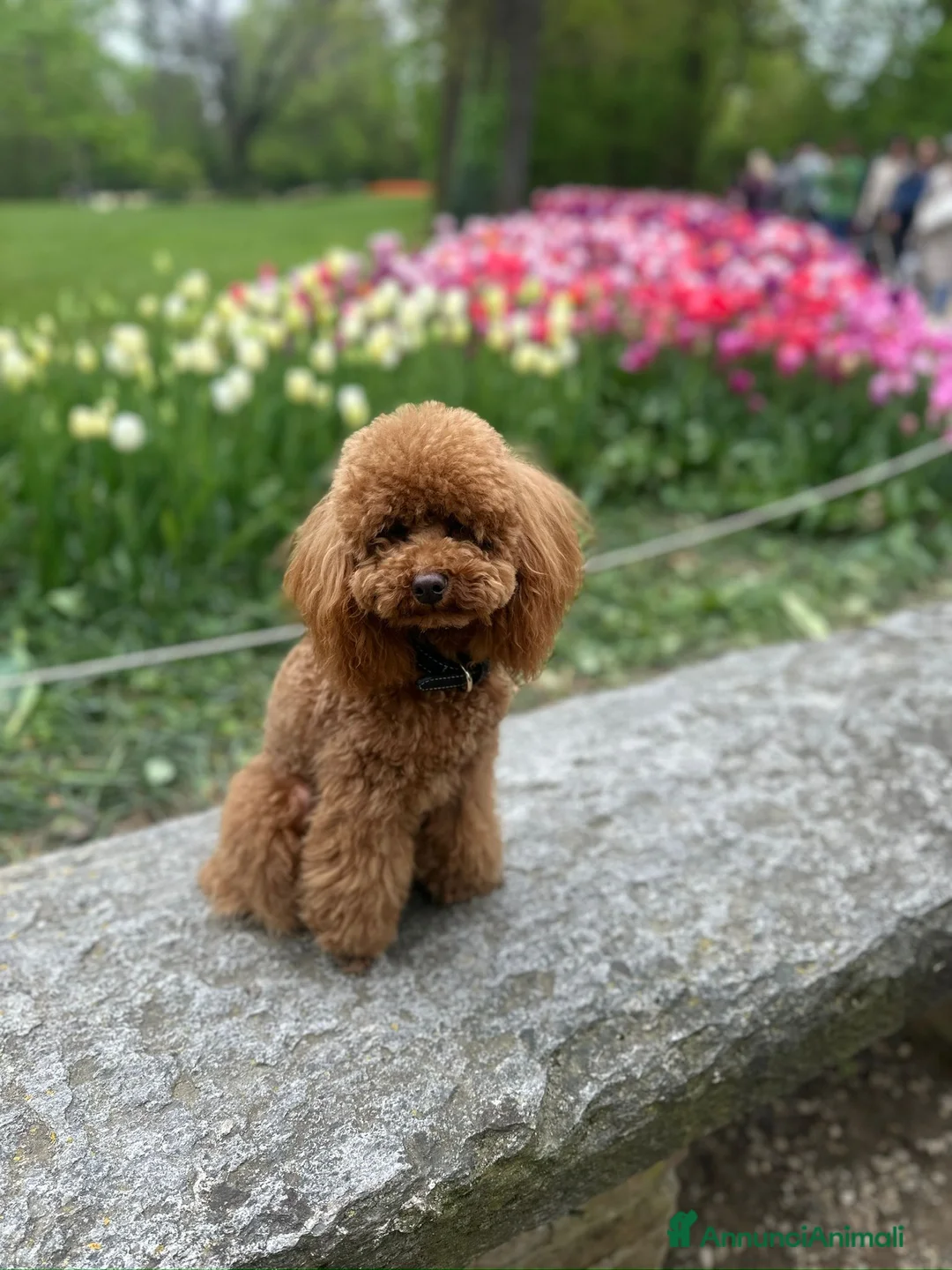 Barboncino Toy cani per accoppiamento: Zayn barboncino toy 3 kg red cerca fidanzatina - Annuncio 1