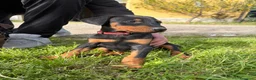Dobermann cani in vendita: Cuccioli di dobermann - Annuncio 2