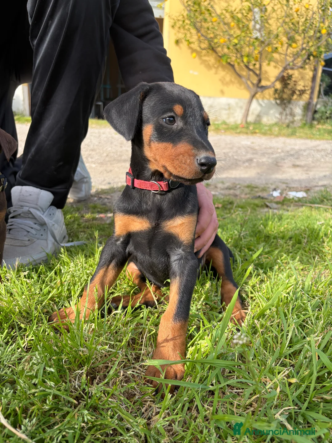 Dobermann cani in vendita: Cuccioli di dobermann - Annuncio 2