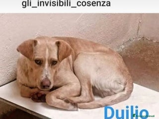 Meticcio cani Duilio uno degli invisibili di COSENZA - Annuncio 22