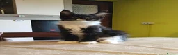 Maine Coon gatti in vendita: Dolcissimo gattino Maine Coon con pedigree - Annuncio 8