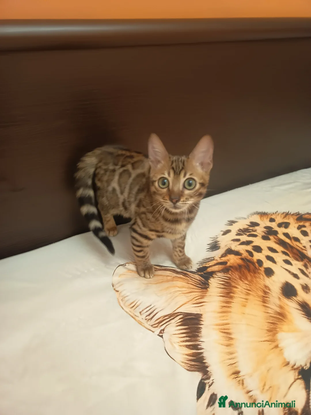 Bengala gatti in vendita: la meraviglia di Selected Breed 🥰 - Annuncio 1