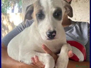 Meticcio cani ZINNIA dolcissima tg media - Annuncio 7