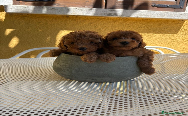 Barboncino Toy cani a Provincia di Perugia - Annuncio 6
