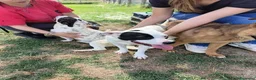 Meticcio cani in regalo: Regina, una cucciola principessa - Annuncio 9