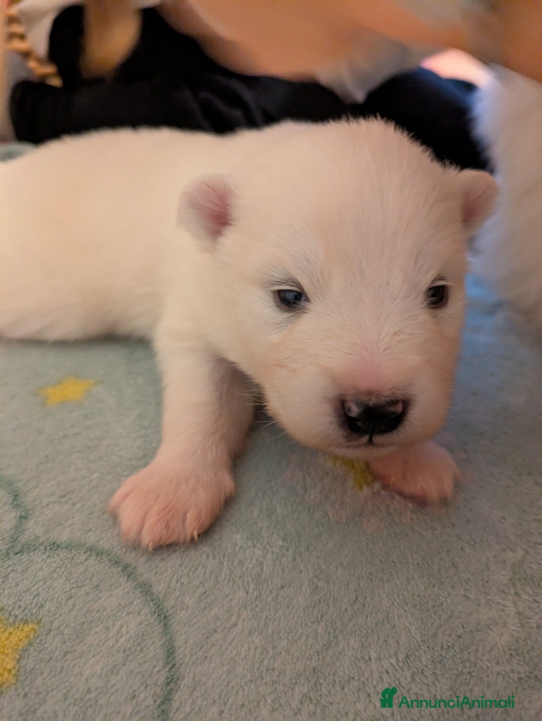 Samoiedo cani in vendita: Cuccioli di Samoiedo - Annuncio 21