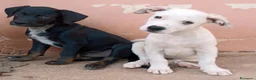 Meticcio cani in regalo: Milo e Ricky cuccioli in adozione - Annuncio 5