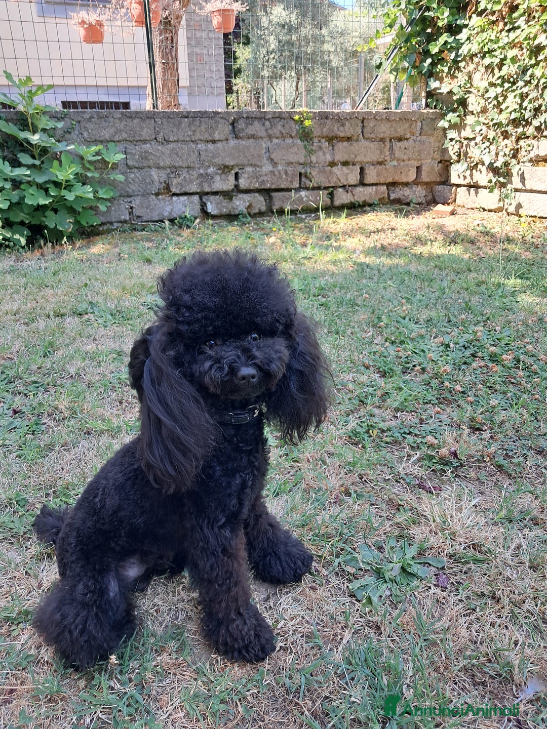 Barboncino Toy cani per accoppiamento: Riproduttore  - Annuncio 4