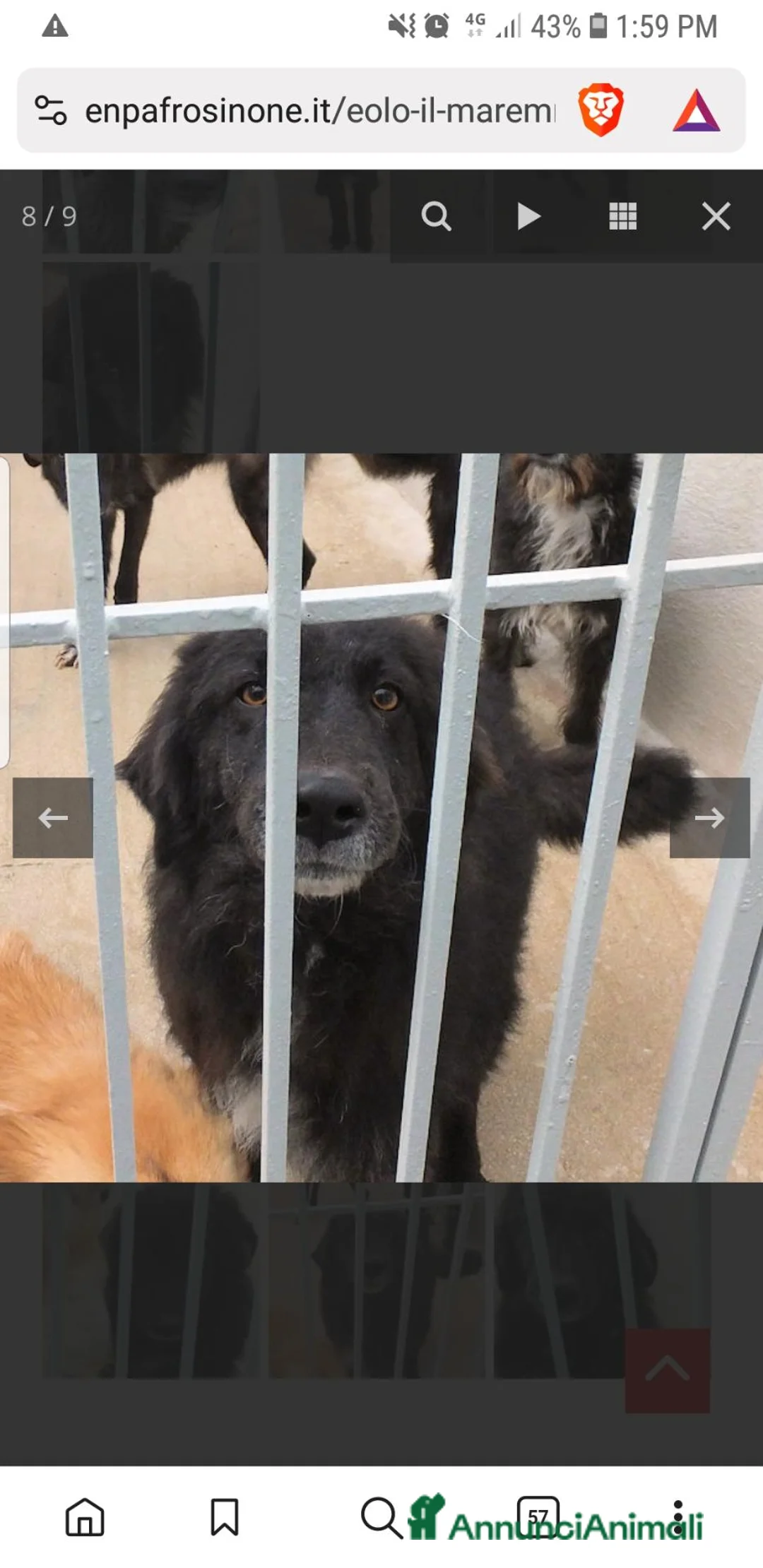Meticcio cani in regalo: EOLO, 4 ANNI, il nero bello e gentile - Annuncio 2