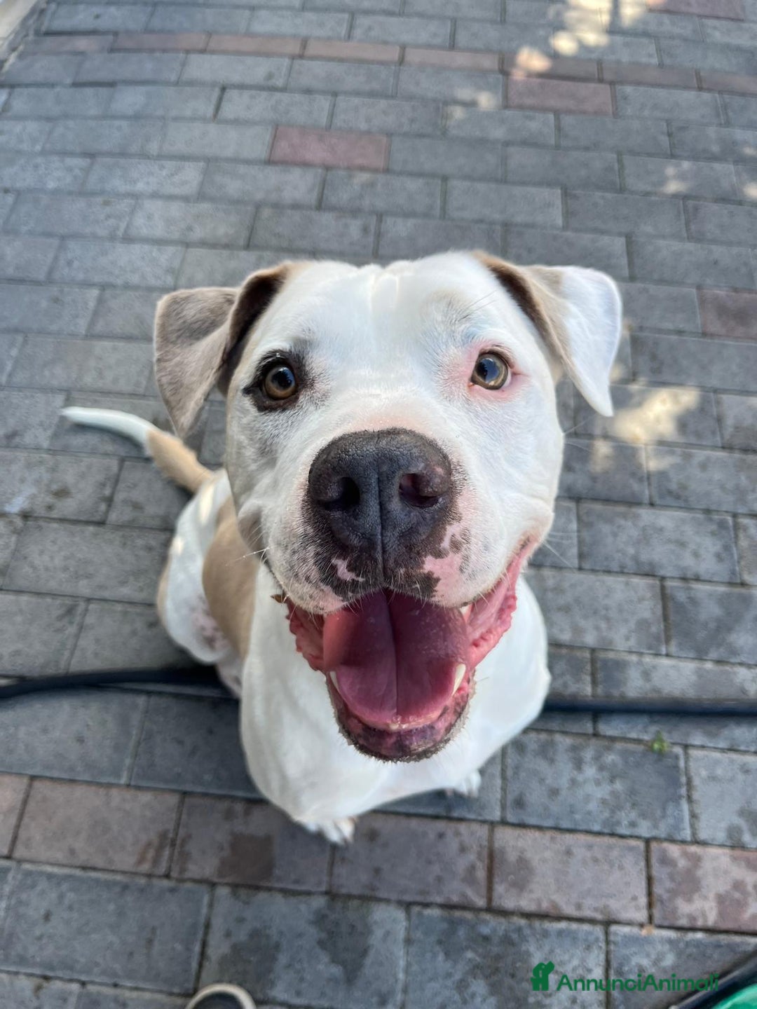 Meticcio cani in regalo: MAMBO PIT - Annuncio 8