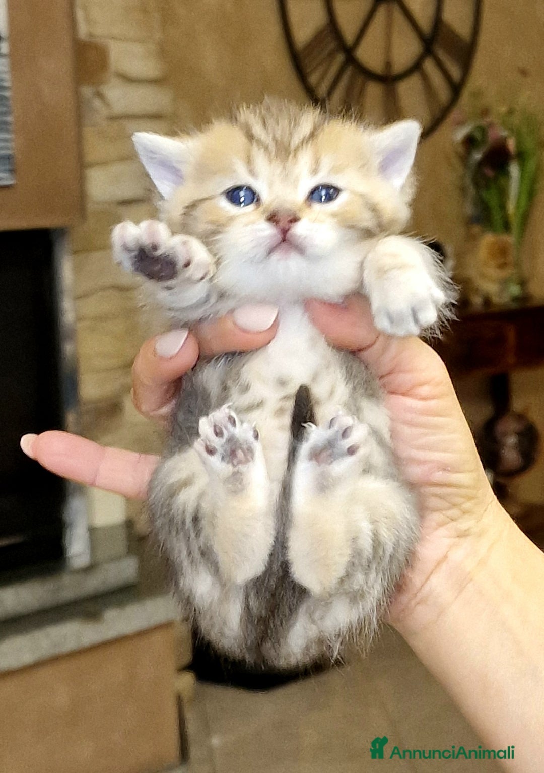 British gatti in vendita: British shorthair e longhair  - Annuncio 3