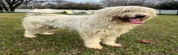 Meticcio cani in regalo: BELLE MAREMMANO - Annuncio 19