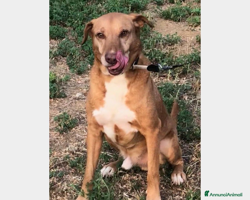 Labrador cani Mix Labrador color miele 5anni nessuno lo nota PC a Milano - Annuncio 8