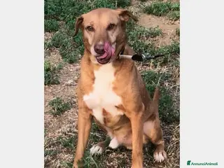 Labrador cani Mix Labrador color miele 5anni nessuno lo nota PC a Milano - Annuncio 8