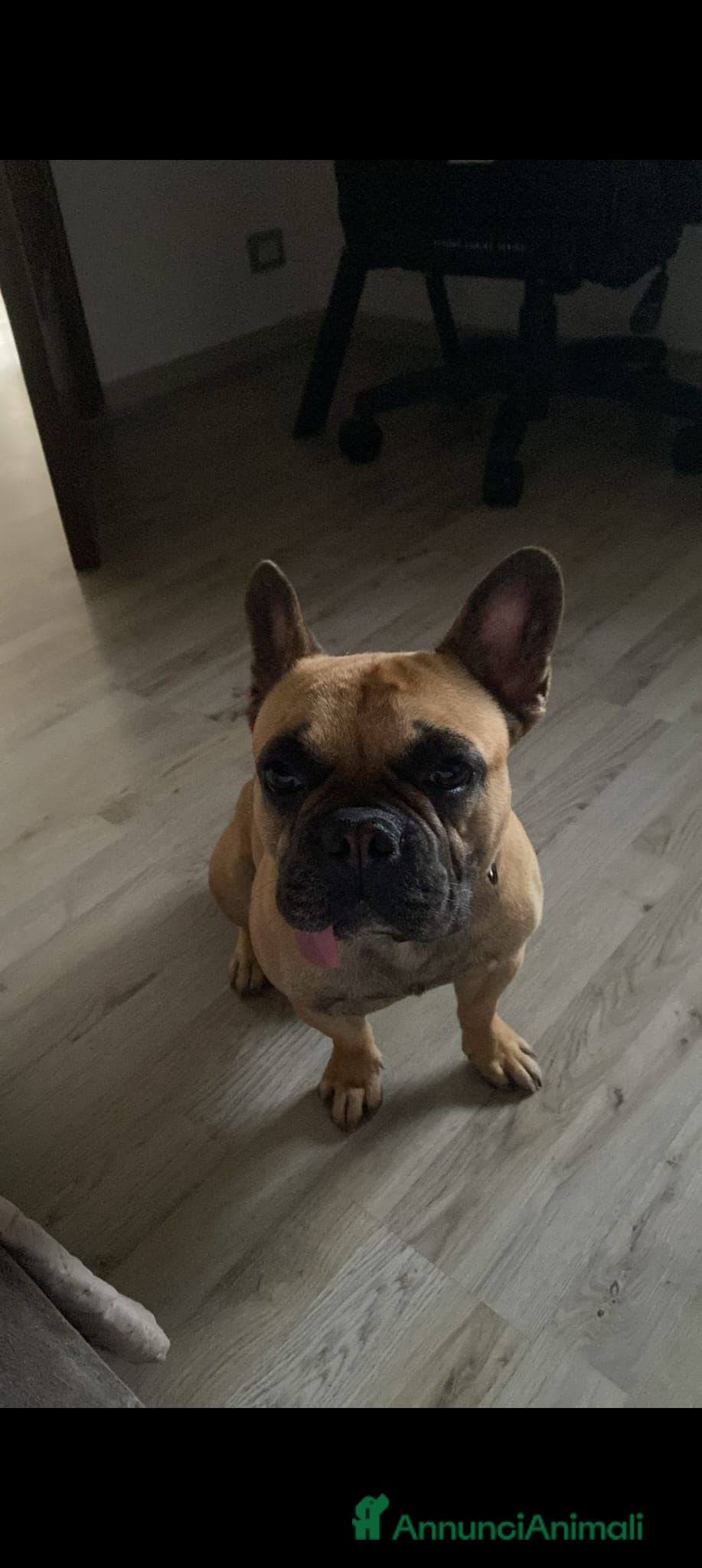 Bulldog Francese cani Regalo Bulldog Francese 3 Anni con Pedigree - Annuncio 21