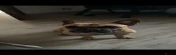 Bulldog Francese cani in regalo: Regalo Bulldog Francese 3 Anni con Pedigree a Città metropolitana di Milano - Annuncio 1