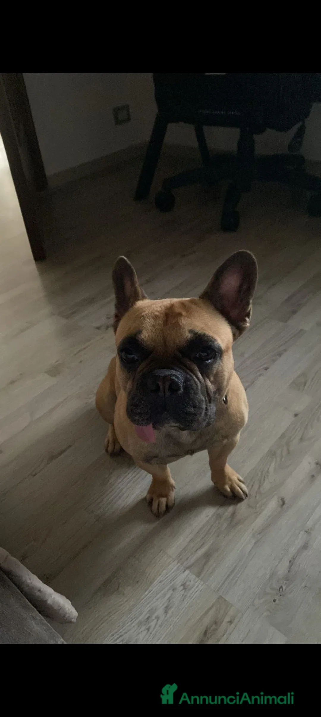 Bulldog Francese cani in regalo: Regalo Bulldog Francese 3 Anni con Pedigree a Città metropolitana di Milano - Annuncio 1