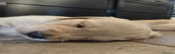 Golden Retriever cani in vendita: Cuccioli Golden Retriever  - Annuncio 9