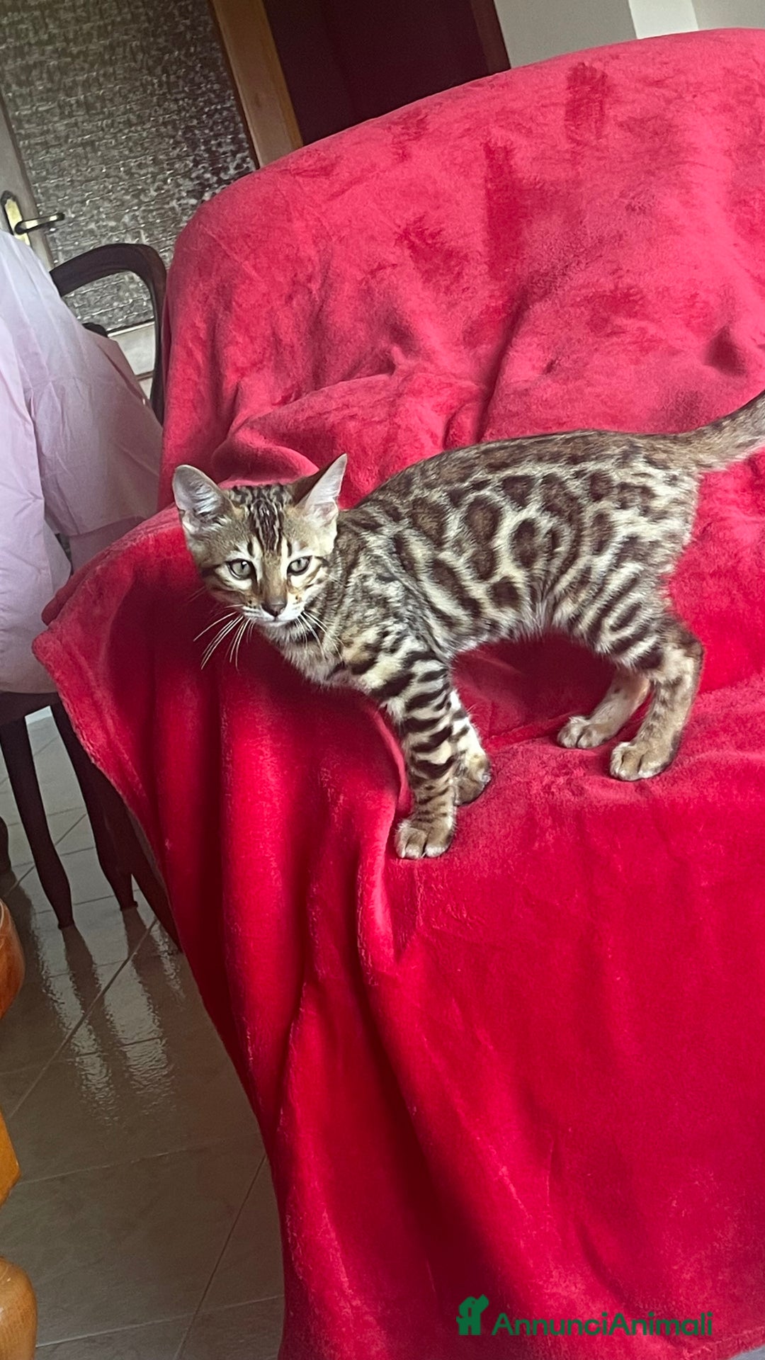 Bengala gatti in vendita: Cucciolo bengala a Provincia di Frosinone - Immagine 25