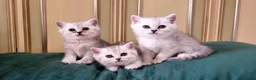 British gatti in vendita: British dolcissimo, alta genealogia KIT REGALO - Annuncio 7