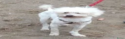 Maltese cani in regalo: RUDY in cerca di casa.... a Città metropolitana di Milano - Annuncio 2