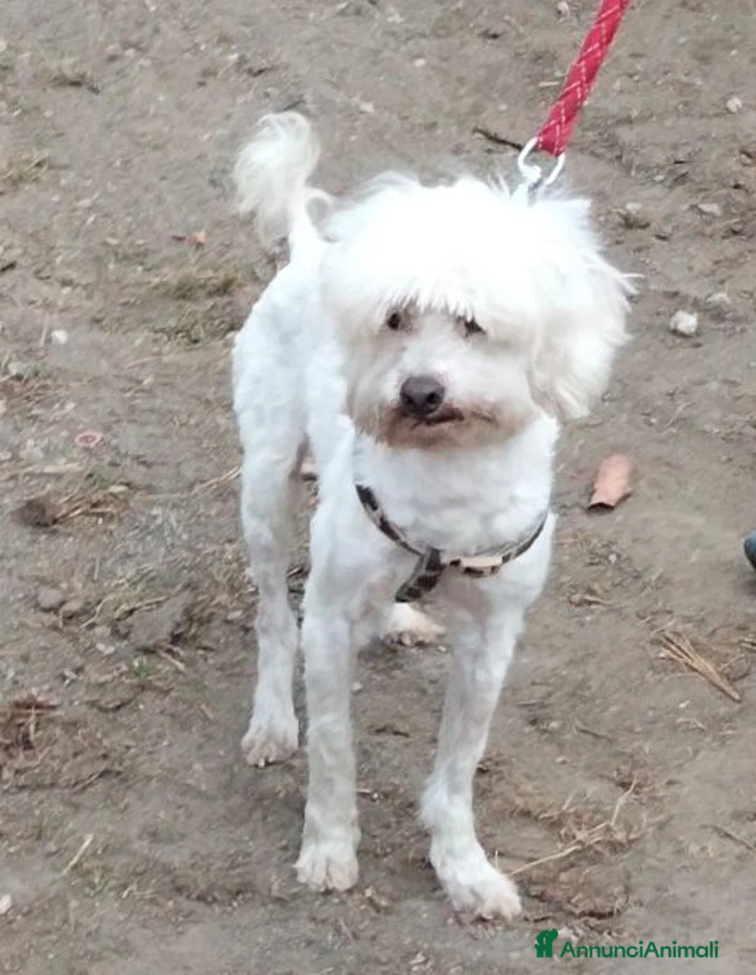 Maltese cani in regalo: RUDY in cerca di casa.... a Città metropolitana di Milano - Annuncio 2