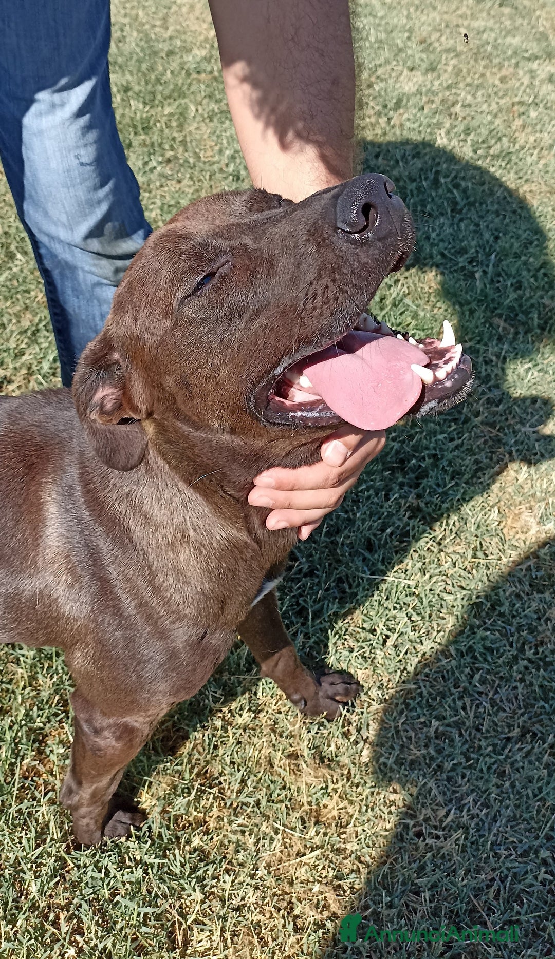 Meticcio cani in regalo: Fuego derivato molosso in adozione a Provincia di Latina - Annuncio 4