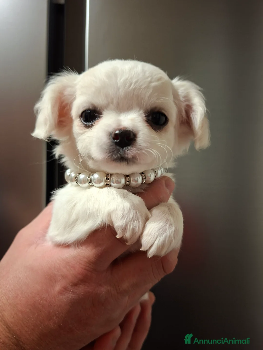 Chihuahua cani in vendita: Chihuahua pelo lungo  - Annuncio 7