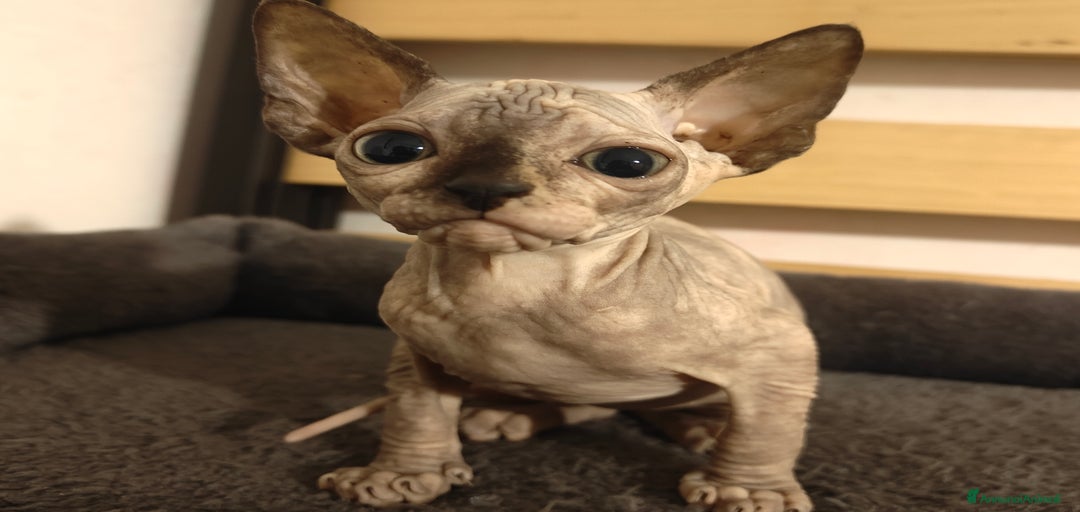 Immagine della galleria {{count}}