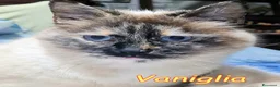 Europeo gatti in regalo: VANIGLIA DOLCISSIMA GATTINA SIMILSIAMESE - Annuncio 1