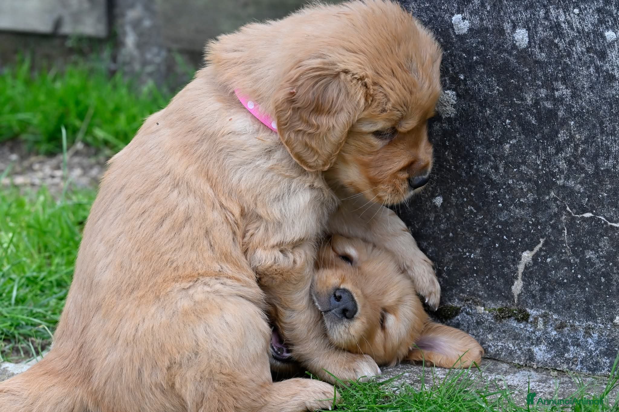 Golden Retriever cani Allevamento professionale  cucciolata inglese - Annuncio 22
