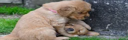 Golden Retriever cani in vendita: Allevamento professionale  cucciolata inglese - Annuncio 16
