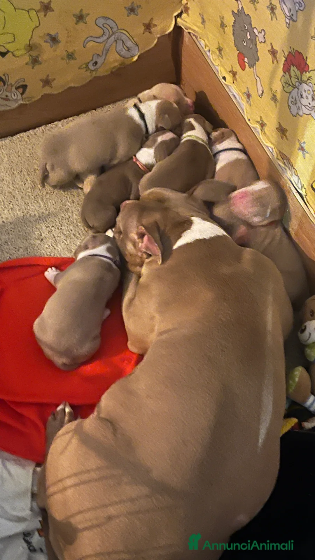 American Bully cani in vendita: cuccioli disponibili a Provincia di Bergamo - Annuncio 1