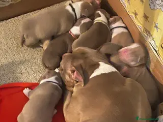 American Bully cani cuccioli disponibili a Provincia di Bergamo - Annuncio 1