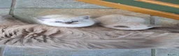 Siberiano gatti in vendita: Gattini di razza siberiana ipoallergenici, neva - Annuncio 2