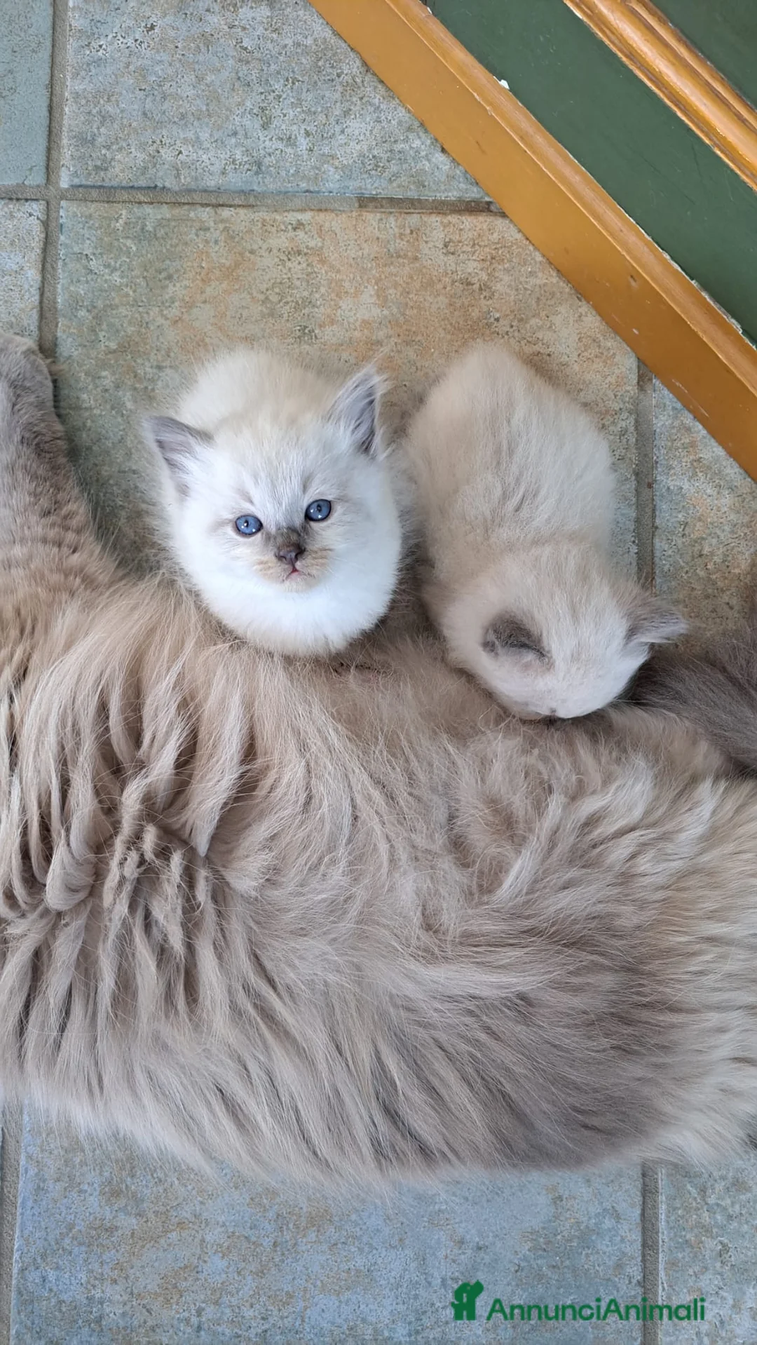 Siberiano gatti in vendita: Gattini di razza siberiana ipoallergenici, neva - Annuncio 2