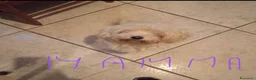 Maltese cani in vendita: 2 cucciole di maltese - Annuncio 3