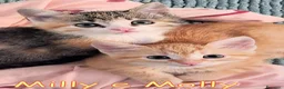 Europeo gatti in regalo: MILLY E MOLLY  PICCOLE GATTINE - Annuncio 1
