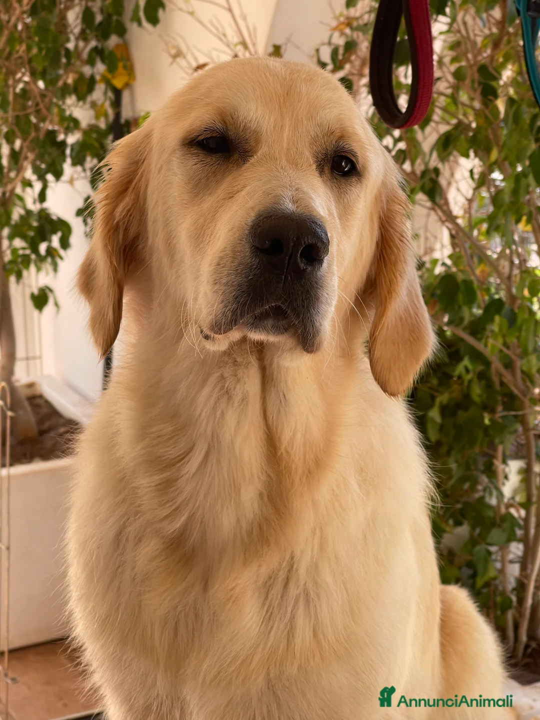 Immagine della galleria {{count}}