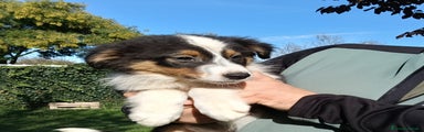 Australian Shepherd Cucciolo 1