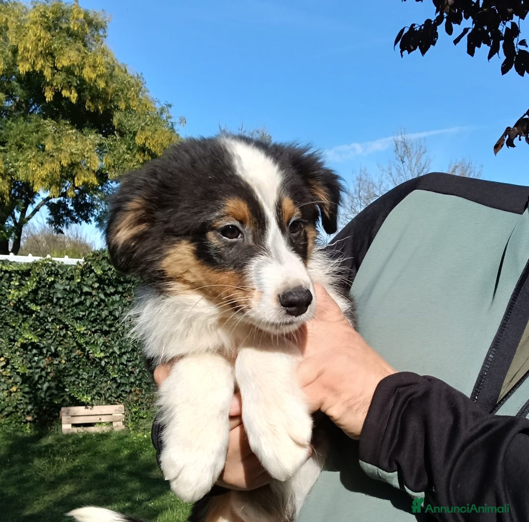 Australian Shepherd cani in vendita: Splendido cucciolo di pastore australiano - Annuncio 2
