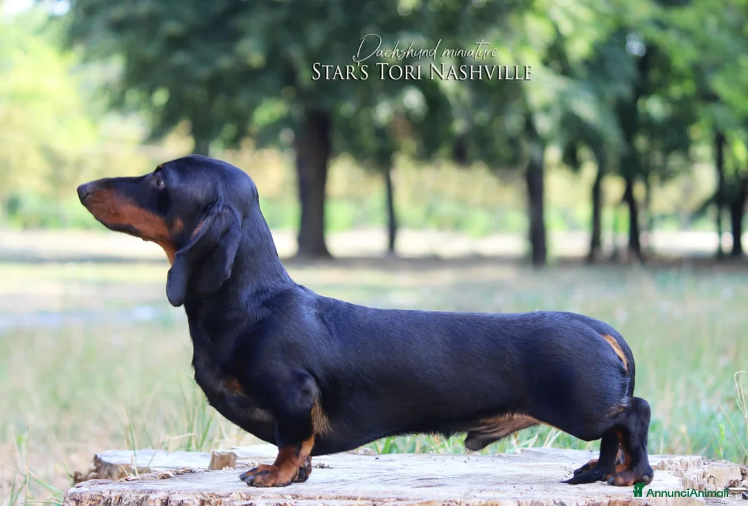 Bassotto cani per accoppiamento: Bassotto nano per monta - Annuncio 1