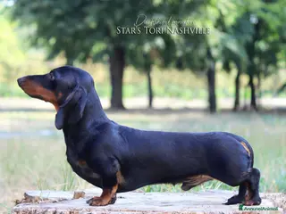 Bassotto cani Bassotto nano per monta - Annuncio 1