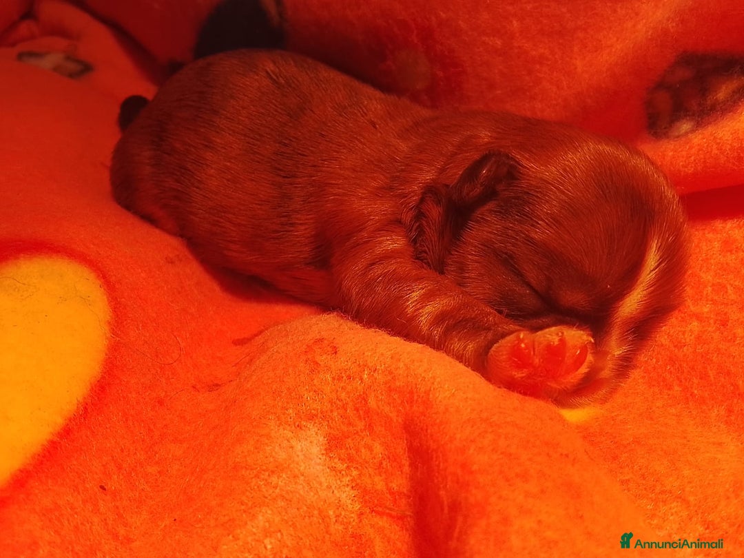 Shih Tzu cani in vendita: Splendidi cuccioli di Shitzu  - Annuncio 8