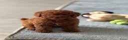Barboncino cani in regalo: cuccioli barbone - Annuncio 4