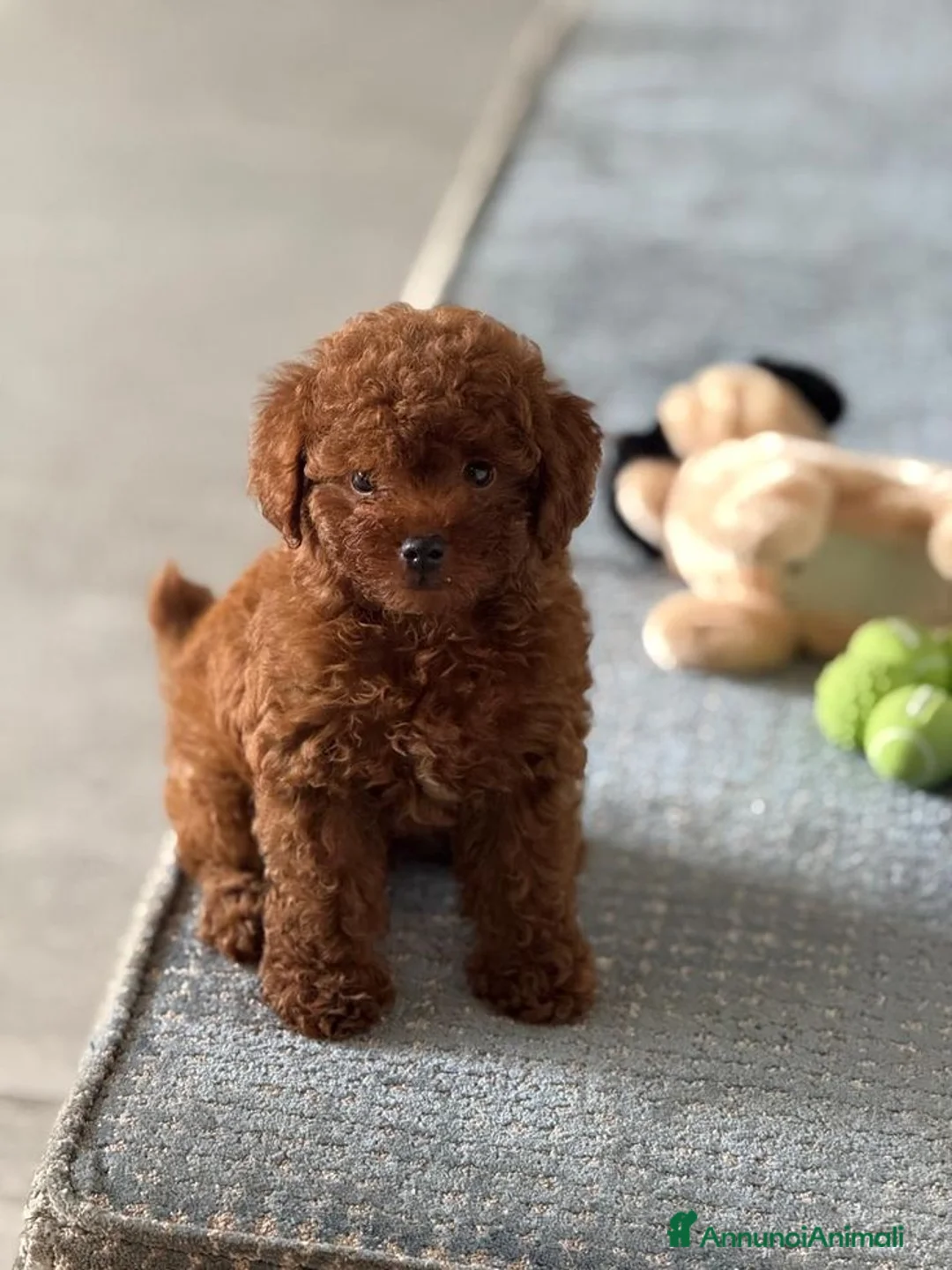 Barboncino cani in regalo: cuccioli barbone - Annuncio 4